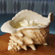 CONCH SHELL BOWL (WHOLESALE CASE OF 6) Supply