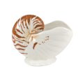 NAUTILUS SHELL MUG Hot on Sale